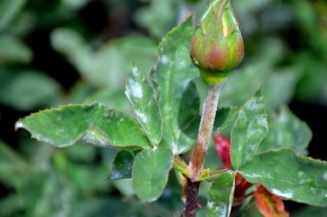лечение розы от мучнистой росы